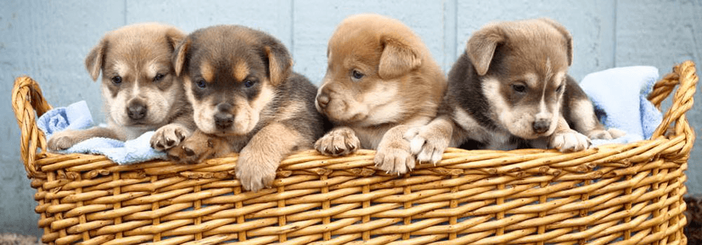 K-9 Stray Rescue League - Dog Adoptions, No-Kill Shelter
